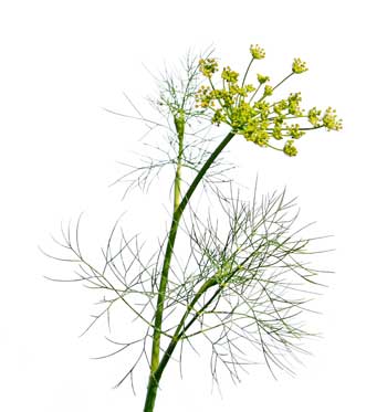 Dill