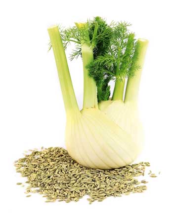 Fenchel