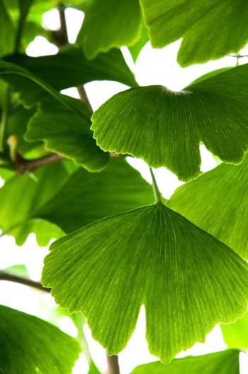 Ginkgo