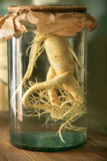 Ginseng 