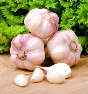 Knoblauch 