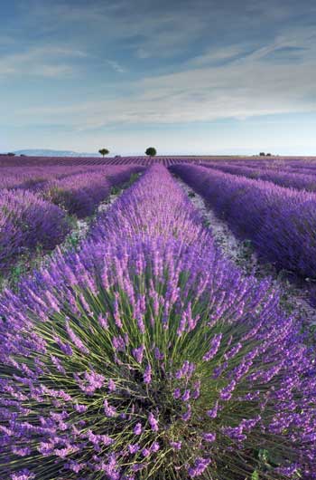 Lavendel