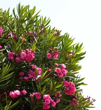 Oleander