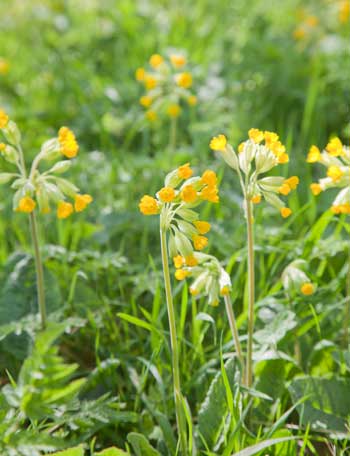 Schlüsselblume