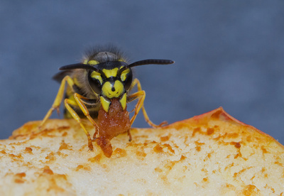 Bild von Wespen lieben unsere Nahrungsmittel