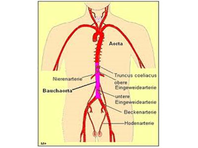 Aorta