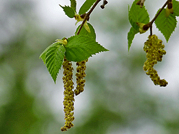 Bild von Birkenpollen