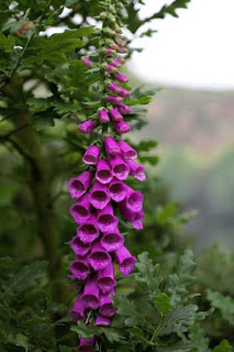 Bild von Fingerhut = Digitalis