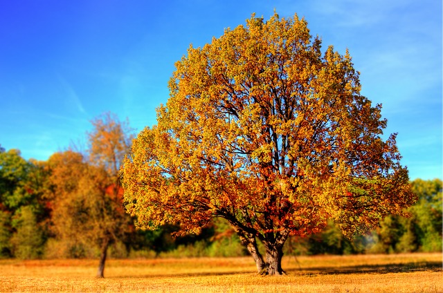 Bild von Im Herbst beginnt wieder die Erkältungszeit